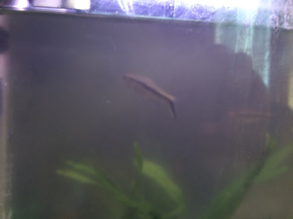 inheriting an aquarium: advice please?