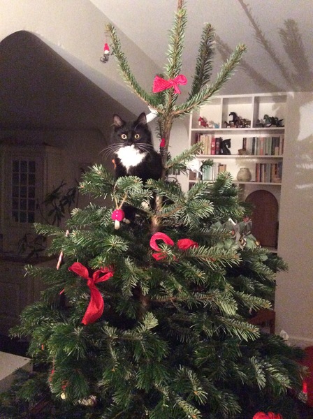 Christmas trees and kittens