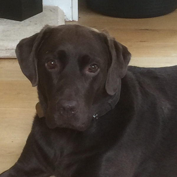 Show me your dogs while I'm waiting for mine!