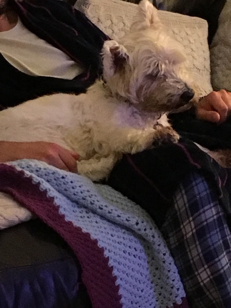 WIBU to not get my dog put to sleep?