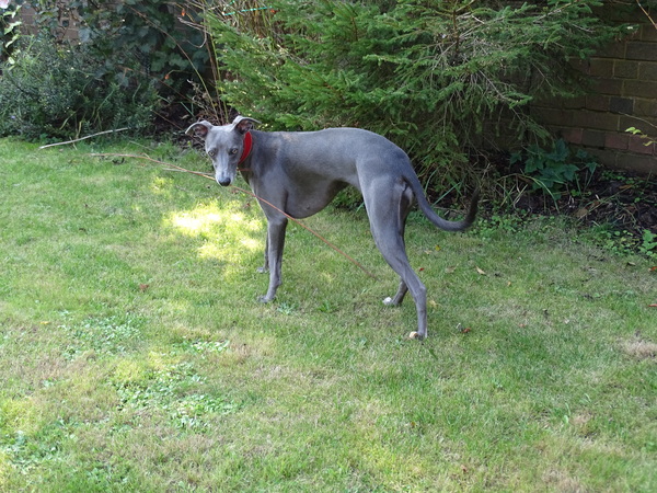 Show me your dogs while I'm waiting for mine!