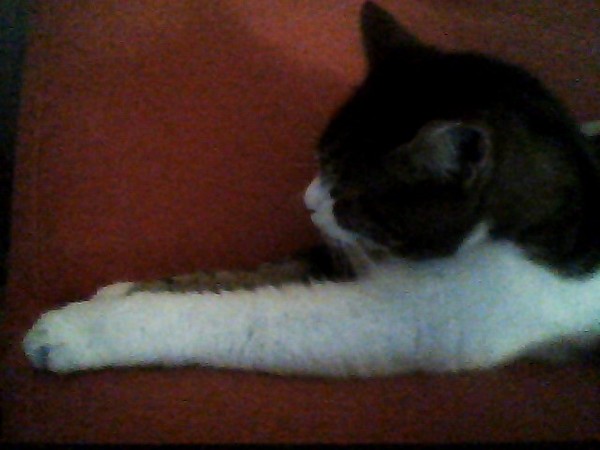 Cat photo thread!