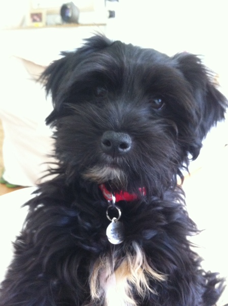 Show me your dogs while I'm waiting for mine!