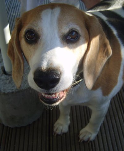 Show me your dogs while I'm waiting for mine!