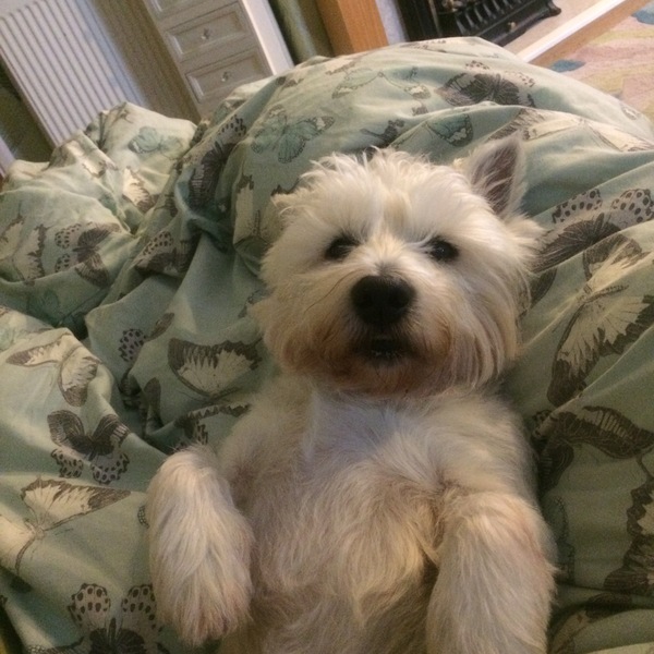 Show me your dogs while I'm waiting for mine!