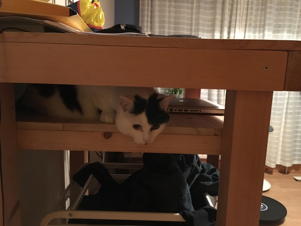 Cat photo thread!