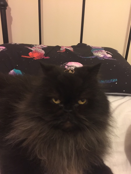 Would your cat kill you if they had a chance? (Lighthearted!)