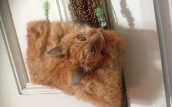 To get my cat stuffed anyway?