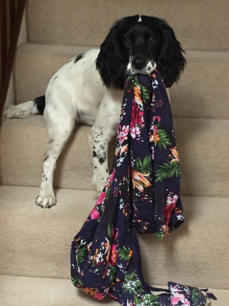 Show me your dogs while I'm waiting for mine!