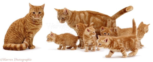 To think this kitten is BROWN!?