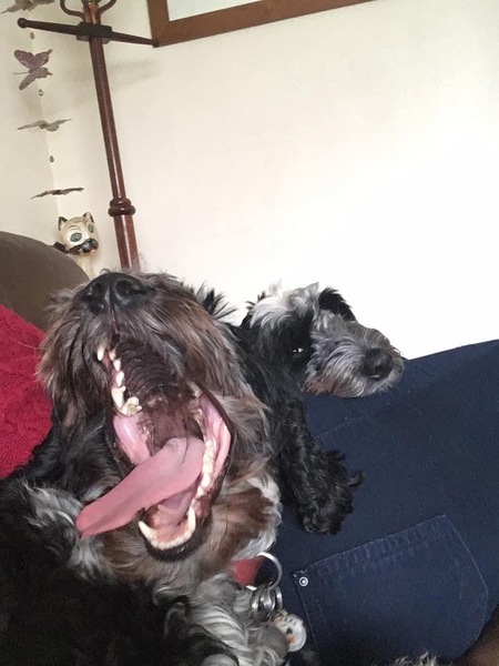 Show me your dogs while I'm waiting for mine!