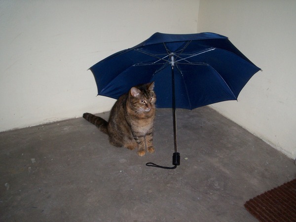 My  beautiful  cat  has  been  pts.