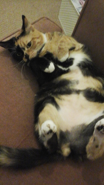 Cat photo thread!