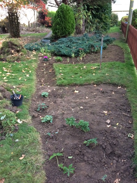 Turning back garden into veg patch
