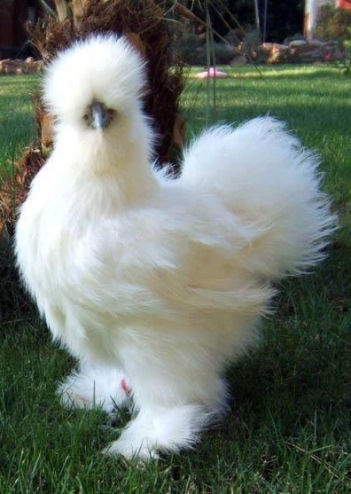 Chicken pics