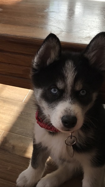 Show me your dogs while I'm waiting for mine!