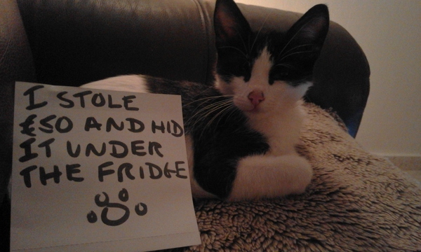 I need to rehome my kitten :-(