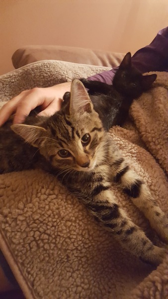 To think this kitten is BROWN!?
