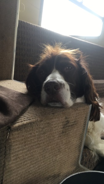 Show me your dogs while I'm waiting for mine!