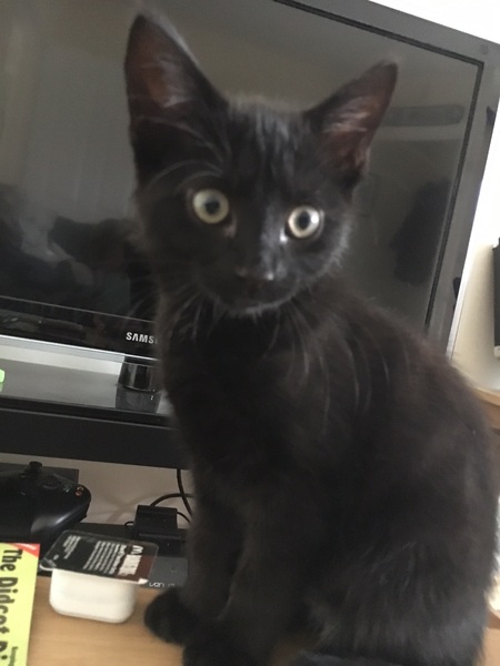 National Black Cat Day