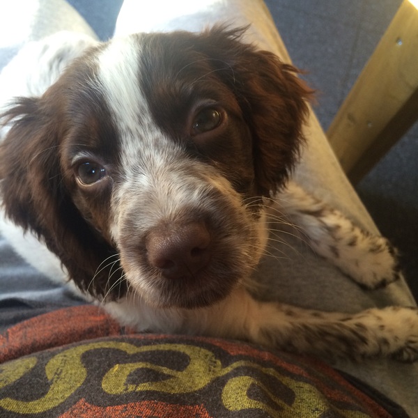 Tell me about your springer spaniels please!