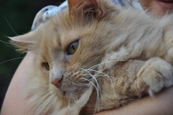 Should we have taken him to the vet?