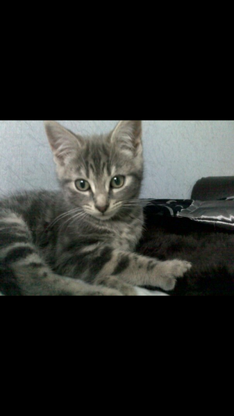 To think this kitten is BROWN!?
