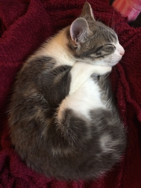 To think this kitten is BROWN!?