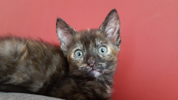 Kitten needs a name.....with pics