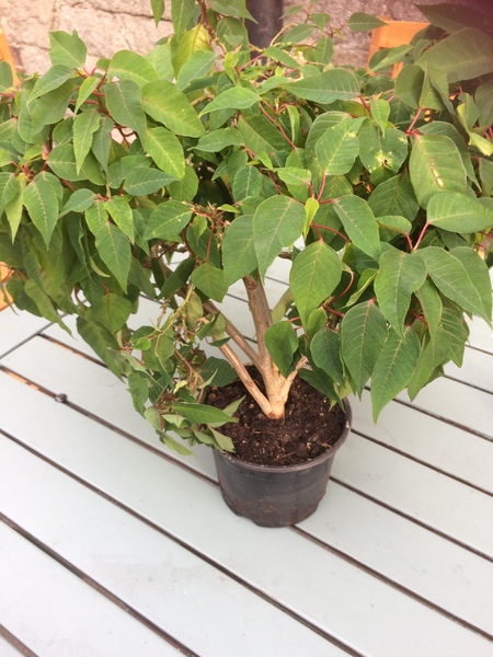Does anyone know what this plant is? Pic included!