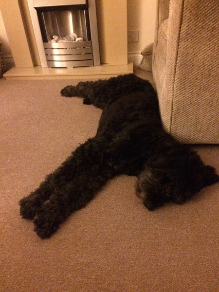 Labradoodle