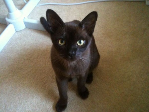 Cat photo thread!