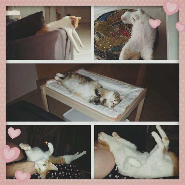 Tell me why adopting an outdoor kitten from a farm is a bad idea.