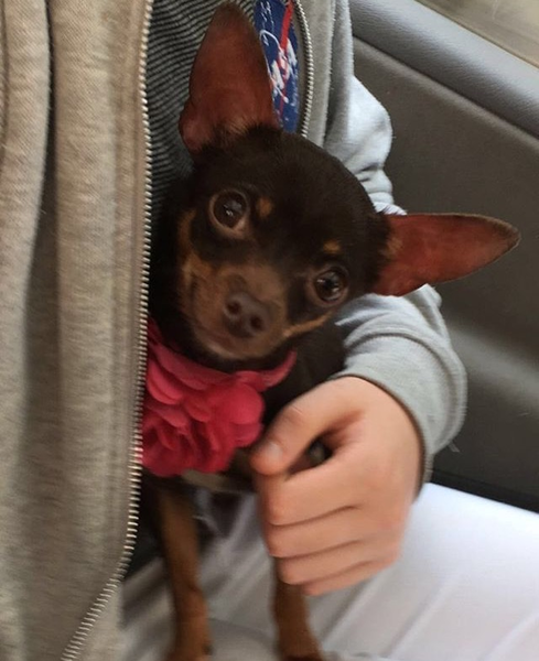 Any chihuahua owners out there?  Need some advice.