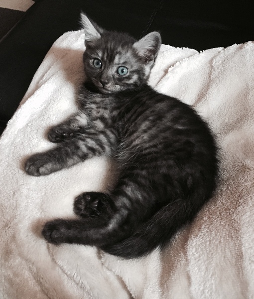 To think this kitten is BROWN!?
