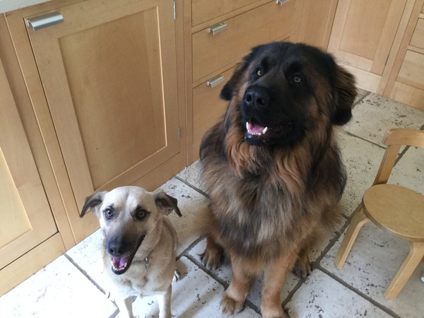 Show me your dogs while I'm waiting for mine!