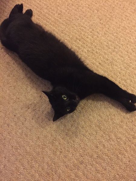 clingy cat advice