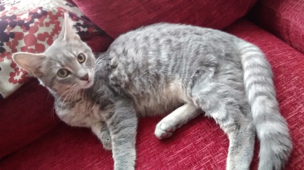 To think this kitten is BROWN!?