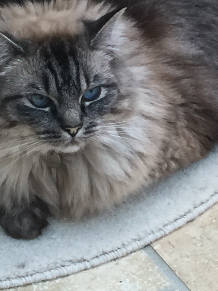 Indoor cats - please forgive dumb question...