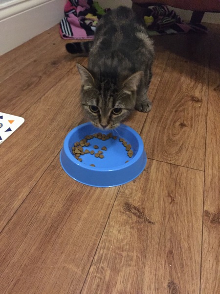 To think this kitten is BROWN!?