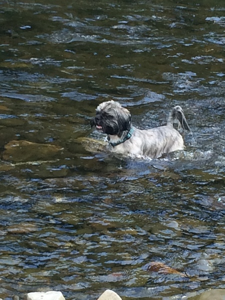 Show me your dogs while I'm waiting for mine!