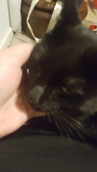 To want to rehome our bloody miserable cat?