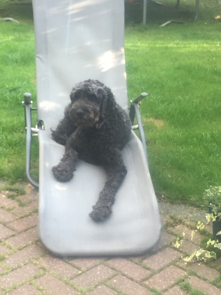 Show me your dogs while I'm waiting for mine!