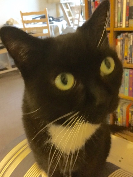 Cat photo thread!