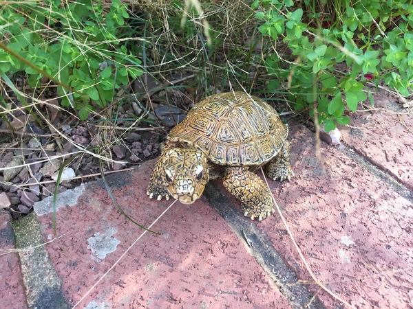 Tell us about your child's most unusual pets for a chance to win a Little Adventurers book plus a Muddy Puddles EcoSplash rain mac