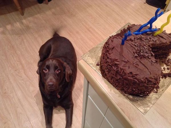 Who wants to know what happens when a labrador eats a kilo of caster sugar?