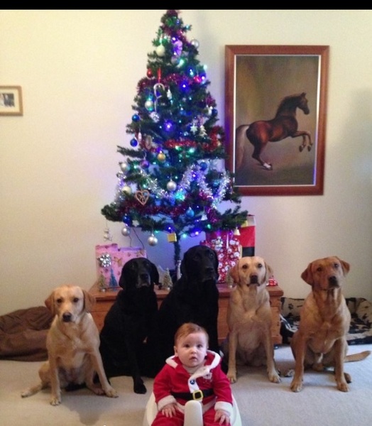 Show me your dogs while I'm waiting for mine!