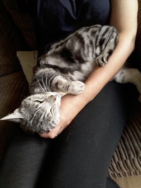 To think this kitten is BROWN!?