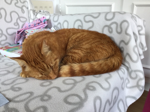 Cat photo thread!