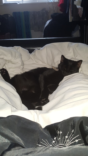 National Black Cat Day